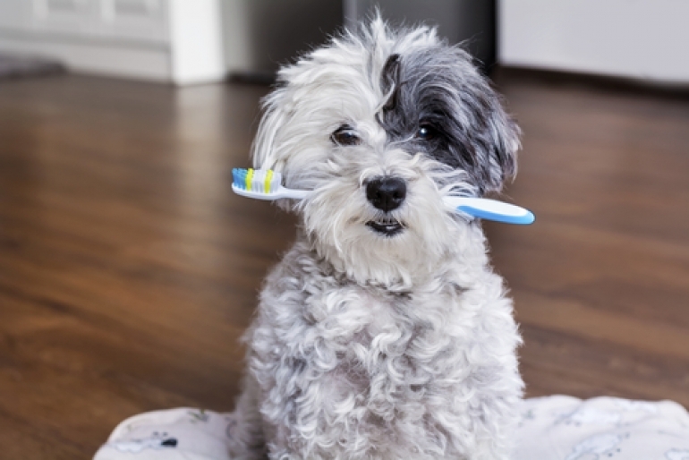 歯ブラシと犬