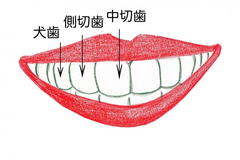 前歯の並び 形 状態から判断する 人となり いくらの人相占い鑑定第2回 Hanone ハノネ 毎日キレイ 歯の本音メディア